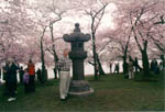 Cherry Blossom Festival