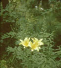Day Lily