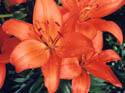 Asiatic Lily