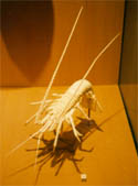 Ivory Lobster