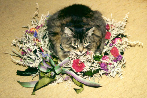 Silky with Wreath