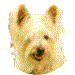 Sidney the "Bouncing" dog.